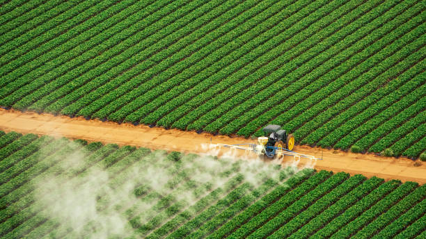 Best Termite Control Services  in Acton, CA