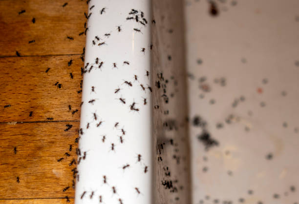 Spider Control Near Me in Acton, CA