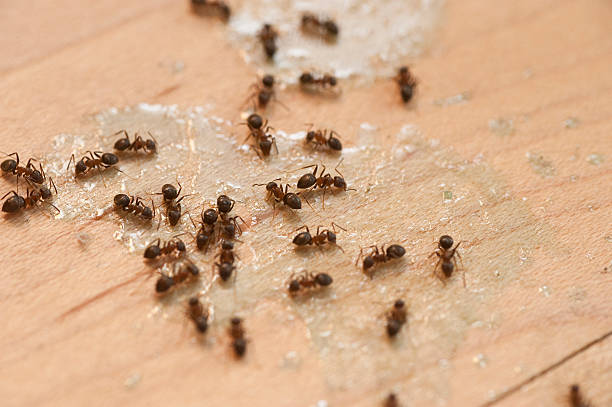 Best Best Pest Control Companies  in Acton, CA